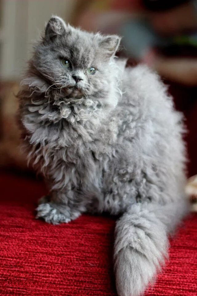 Кучерявый кот фото √ 8 Unique Curly Haired Cat Breeds That Suitable For Family’s Pet Селкирк-рекс, 