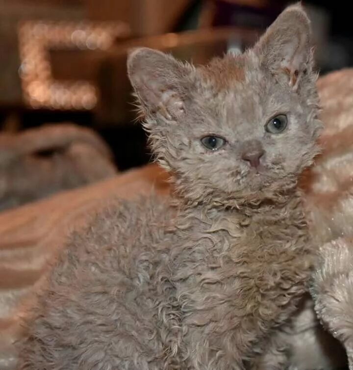 Кучерявый кот фото SELKIRK REX Cute cats, Pretty cats, Funny animals