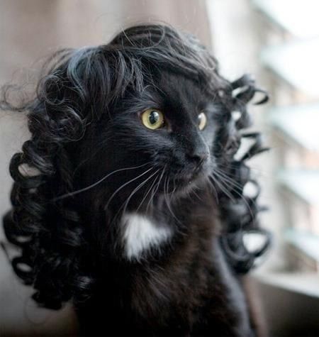 Кучерявый кот фото 21 Cats Wearing Wigs Cats, Funny cat photos, Crazy cats
