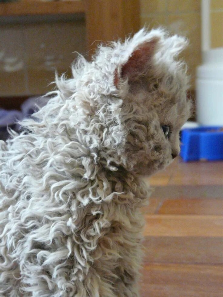 Кучерявый кот фото Curly haired cat! i think this is the only way i would consider having a kitty!!