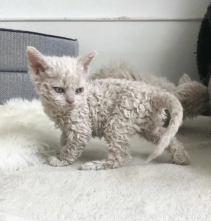 Кучерявый кот фото Pin on Misc Cute cats, Cute hairless cat, Silly cats pictures