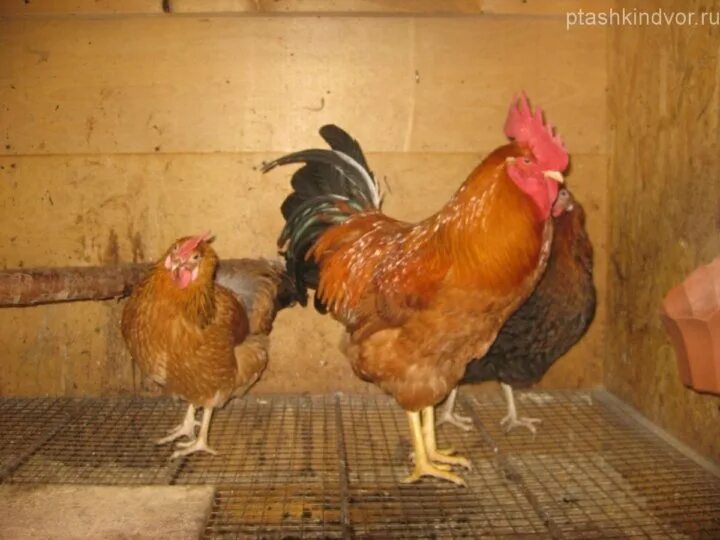 Кучинская порода кур фото Неактивно
