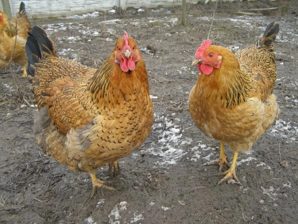 Кучинская порода кур фото Обзор пород кур. Кучинская Юбилейная. Деревенька моя. Дзен