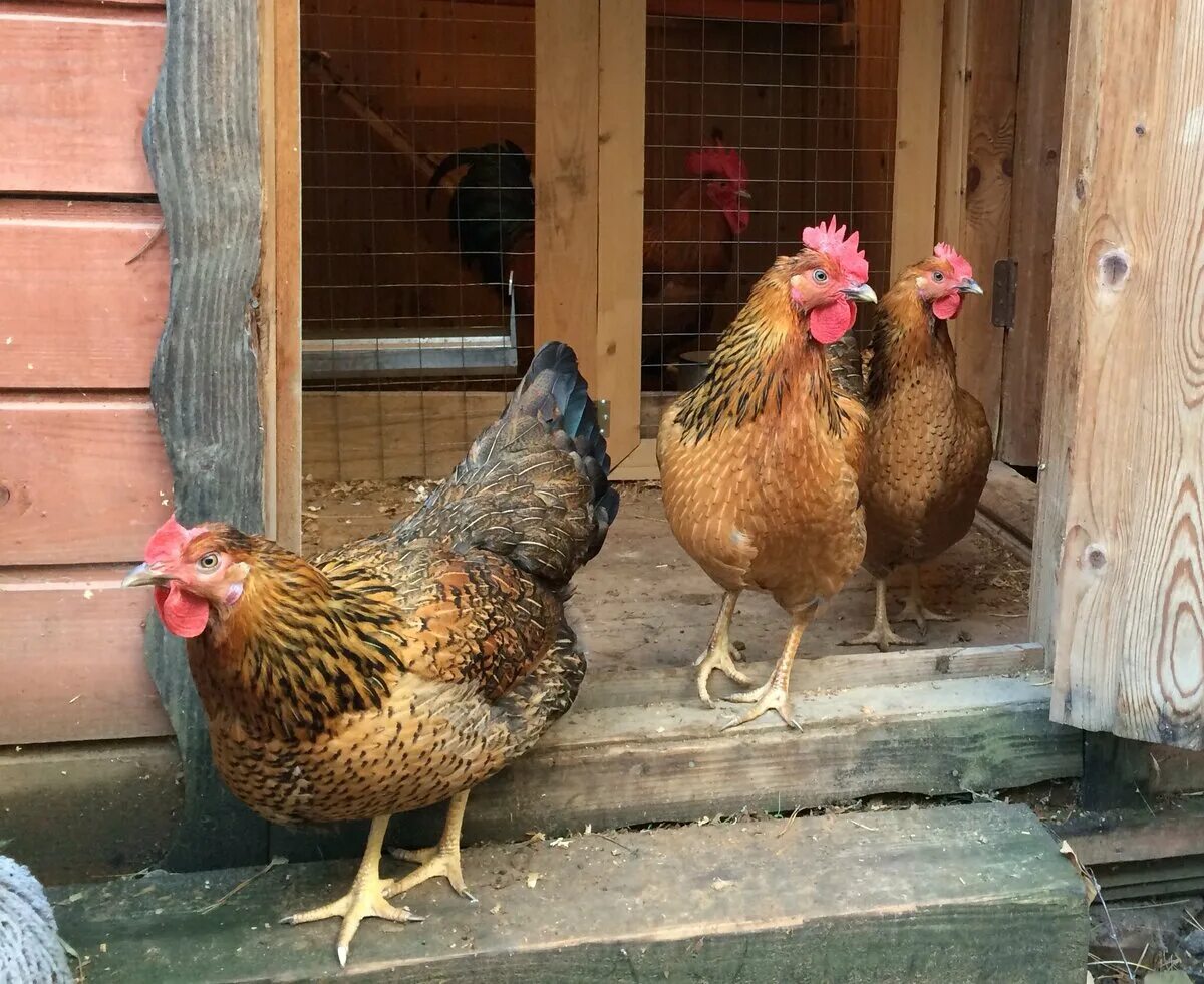 Кучинская порода кур фото Когда начинают нестись Кучинские куры, как проходит линька Куриная жизнь от А до