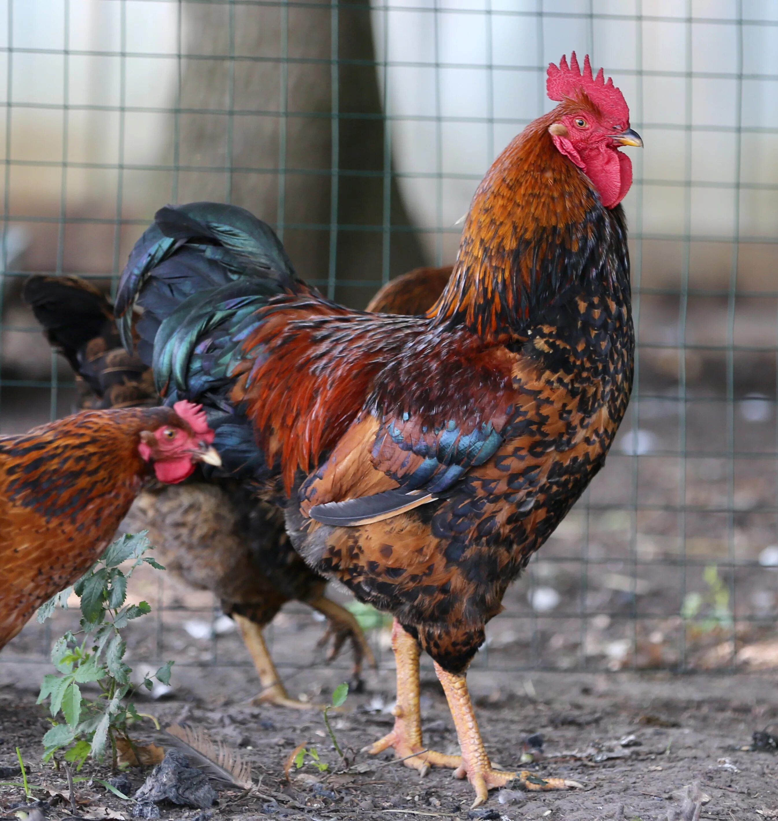 Кучинская порода кур описание фото Картинки ОПИСАНИЕ ПОРОДЫ КУЧИНСКАЯ ЮБИЛЕЙНАЯ