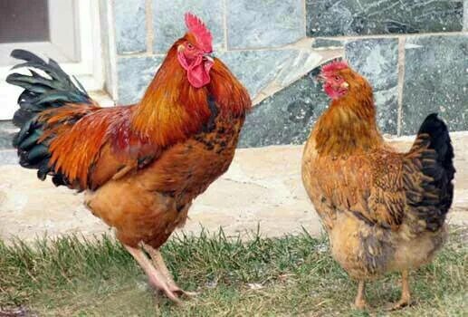 Кучинская порода кур описание фото КУЧИНСКАЯ -ЮБИЛЕЙНАЯ - купить в Афипском, цена 40 руб., продано 9 июня 2019 - С/