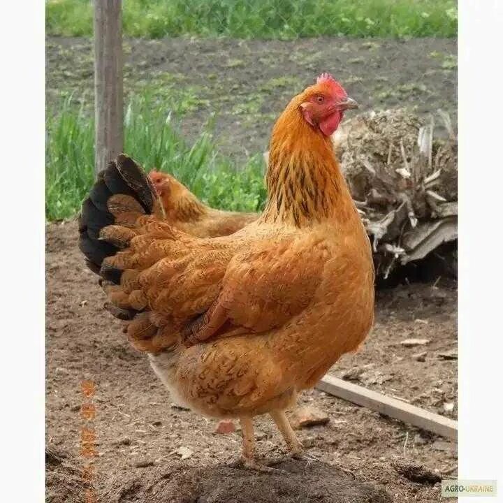 Кучинская порода кур описание фото Цыплята "кучинская юбилейная" - купить в Красноярске, цена 190 руб., дата размещ