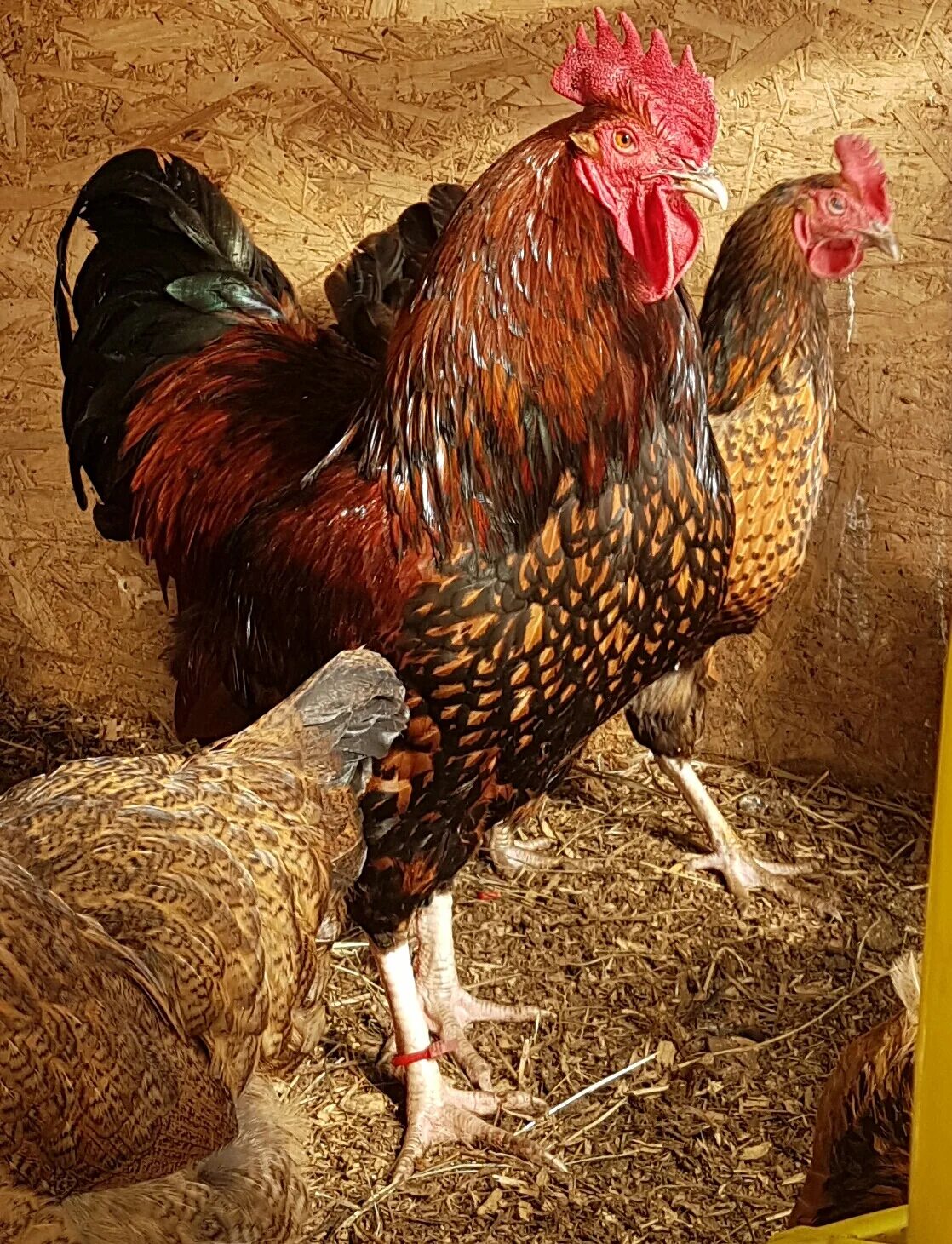 Кучинская порода кур описание фото Цып-цып-цып))) - DRIVE2