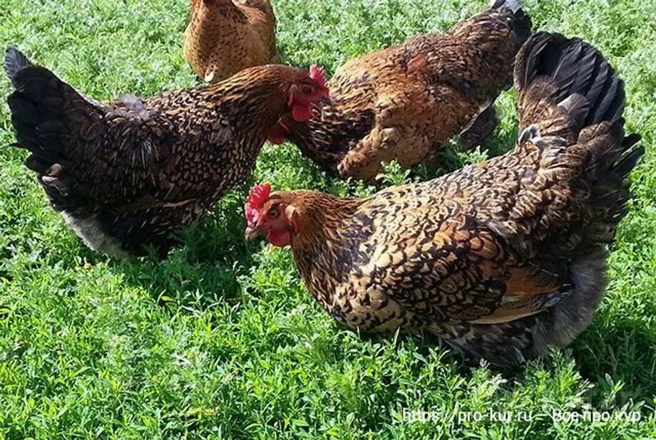 Кучинская порода кур описание фото отзывы Куры несушки в Орше + курочка в подарок , цена Договорная купить в Орше на Куфар