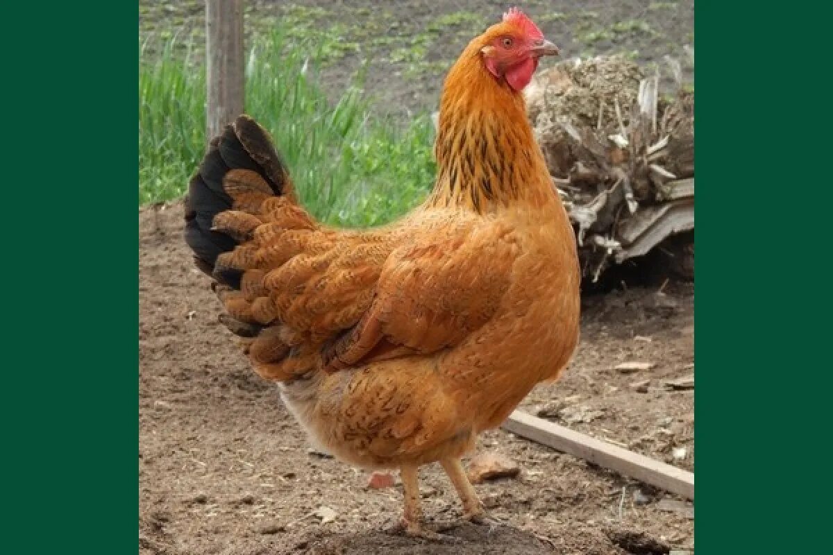 Кучинская порода кур описание фото отзывы Куры Кучинская Юбилейная 4 мес - цена, купить в Москве на сайте птицеводческого 