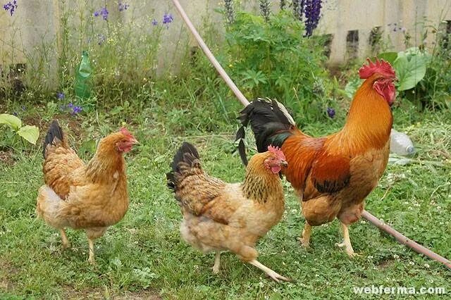 Кучинская порода кур описание фото отзывы Куры Кучинская Юбилейная. Яйцо и цыплята, в наличии. Цена: 37 ₽ в Арсеньеве