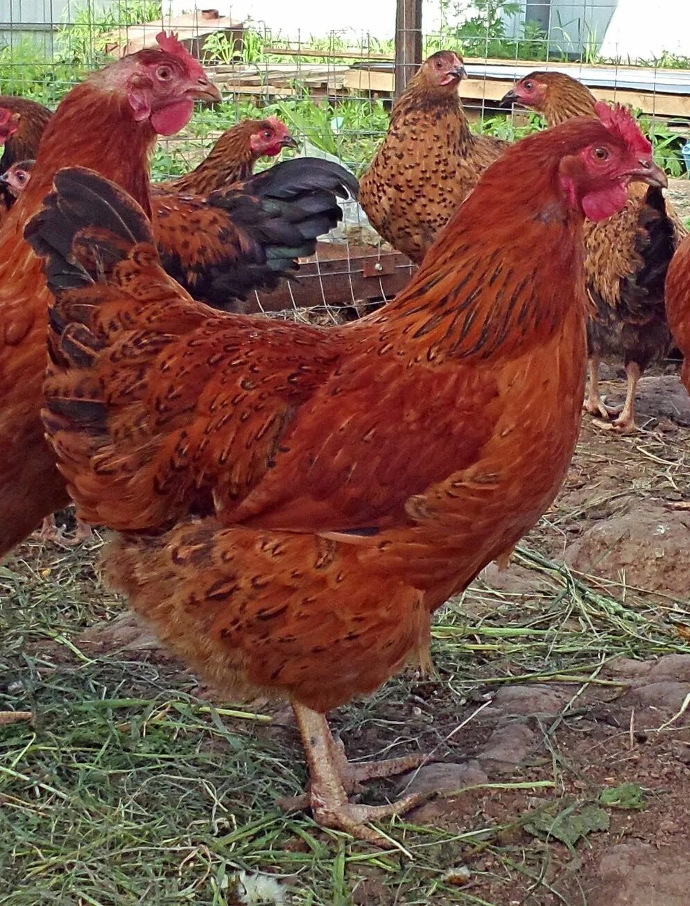 Кучинская порода кур описание фото отзывы цена Кучинские Юбилейные куры - проверенная временем... Породы и кроссы кур форум на 