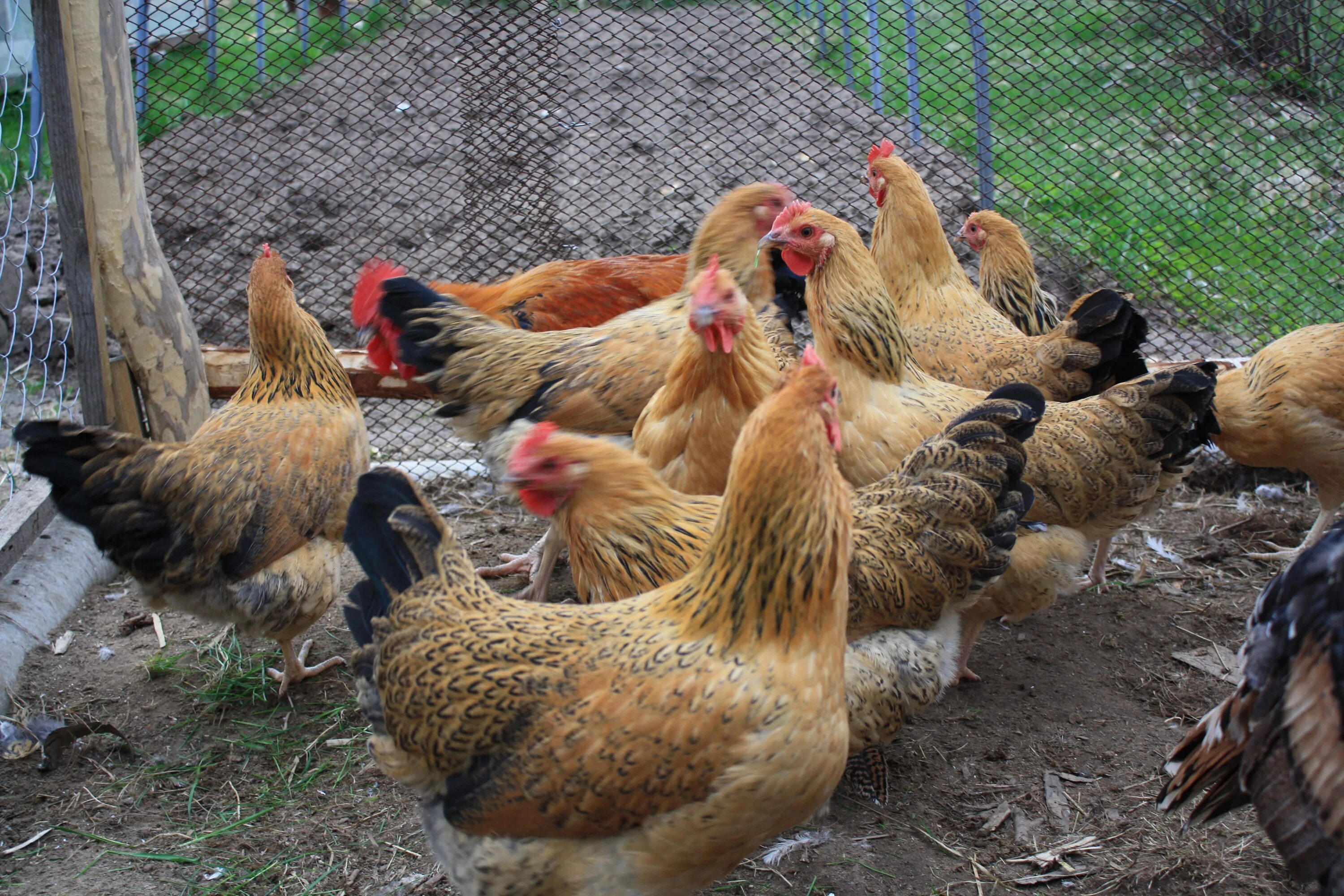 Кучинская порода кур описание фото отзывы цена Кучинские Юбилейные куры - проверенная временем... Породы и кроссы кур форум на 