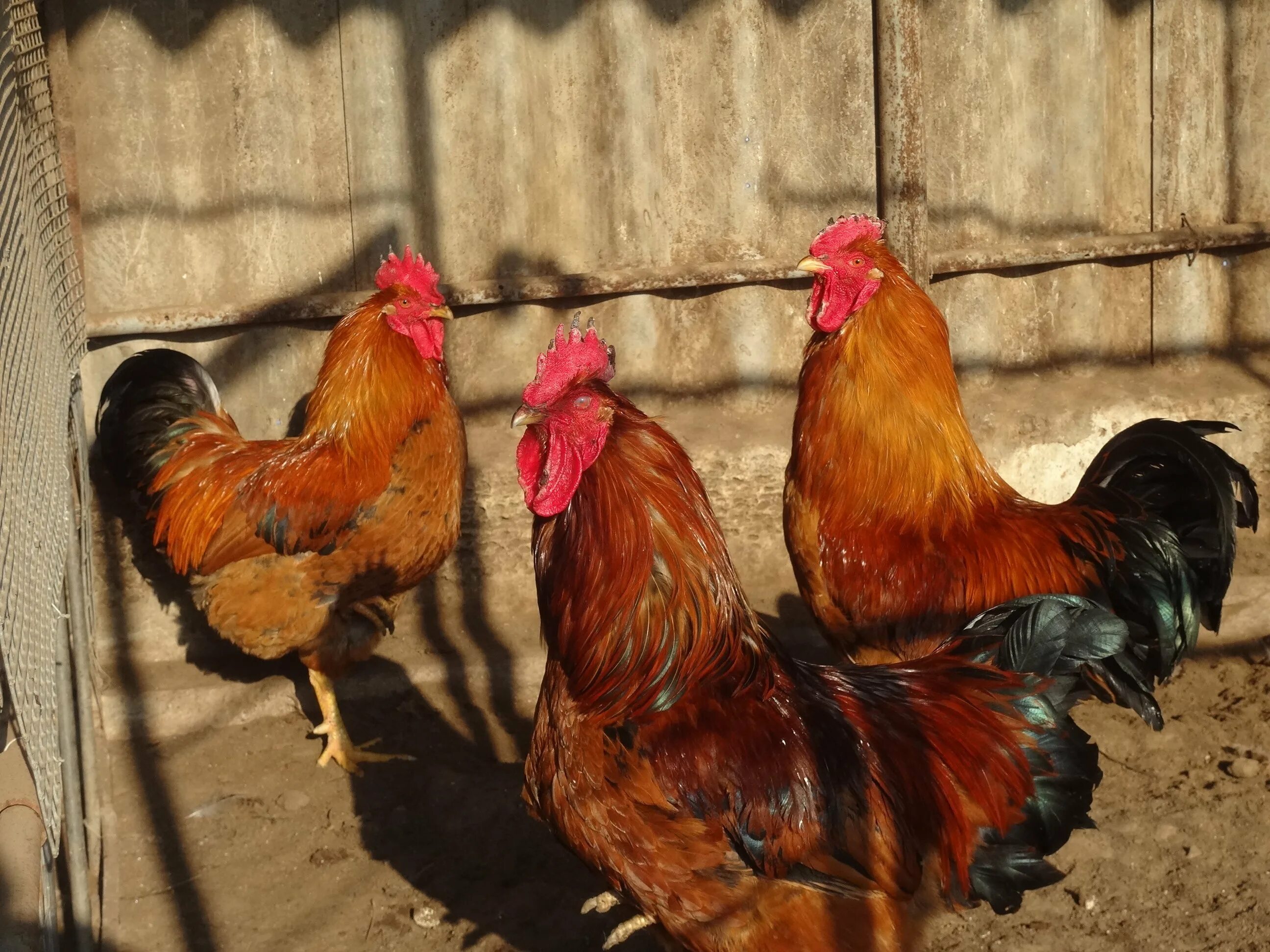 Кучинская порода кур описание фото отзывы цена Кучинская юбилейная отзывы фото - DelaDom.ru