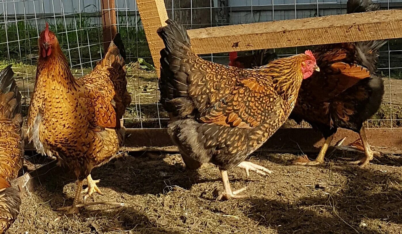 Кучинская порода кур описание фото отзывы цена Куры кучинские московская область: найдено 89 картинок