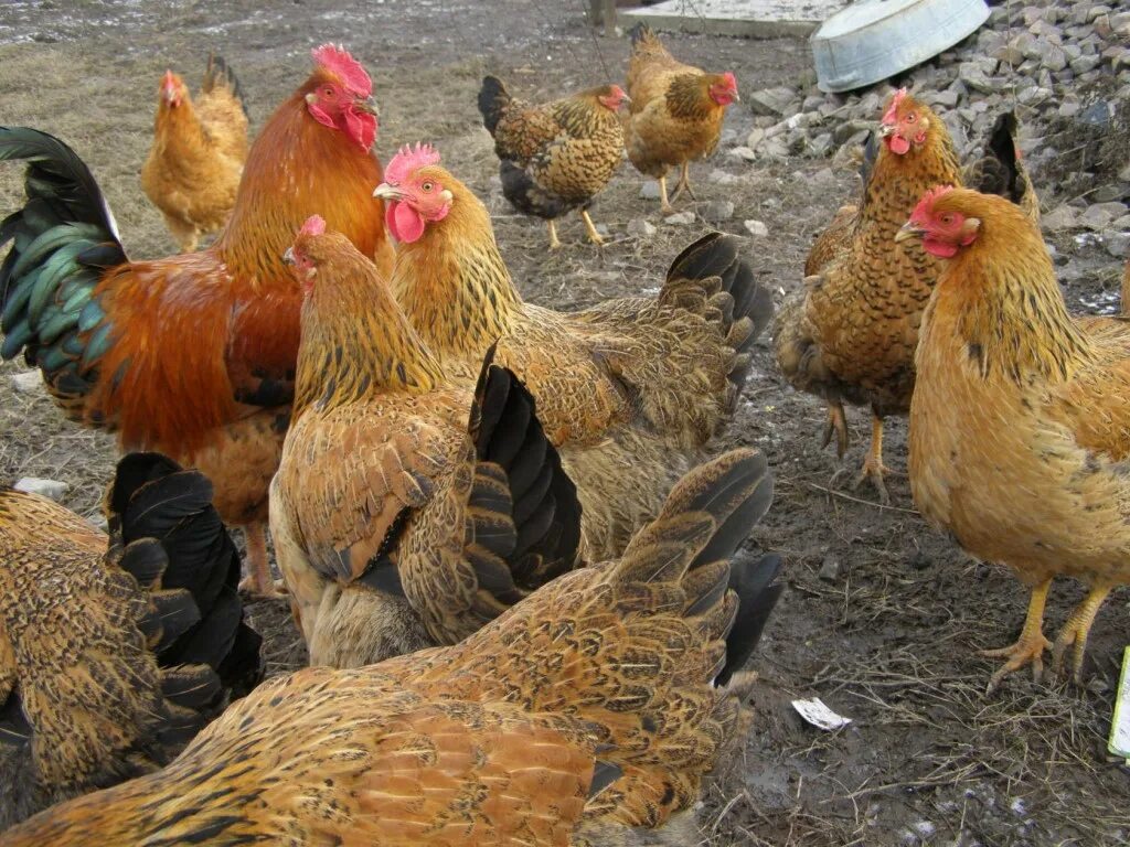 Кучинская порода кур описание фото отзывы цена Какую курочку выбрать для яиц и мяса - лучшие кроссы и породы . Фото - Ботаничка