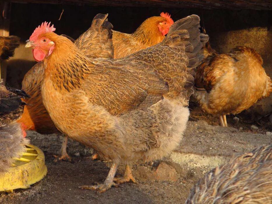 Кучинская порода кур описание фото отзывы цена Кучинская юбилейная порода кур: характеристика, содержание и уход, разведение цы