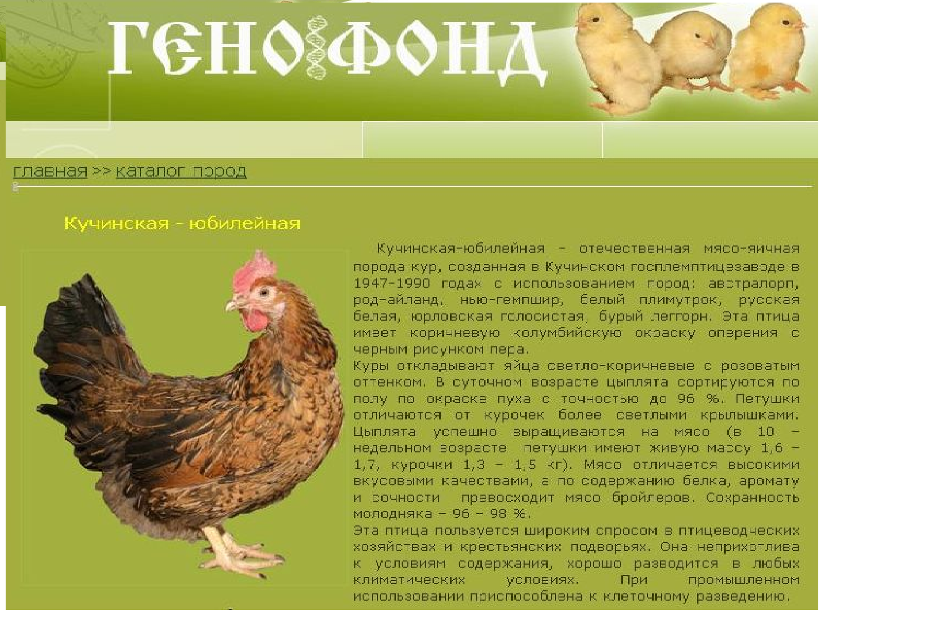 Кучинская порода кур описание фото отзывы цена Номер кур: найдено 87 изображений
