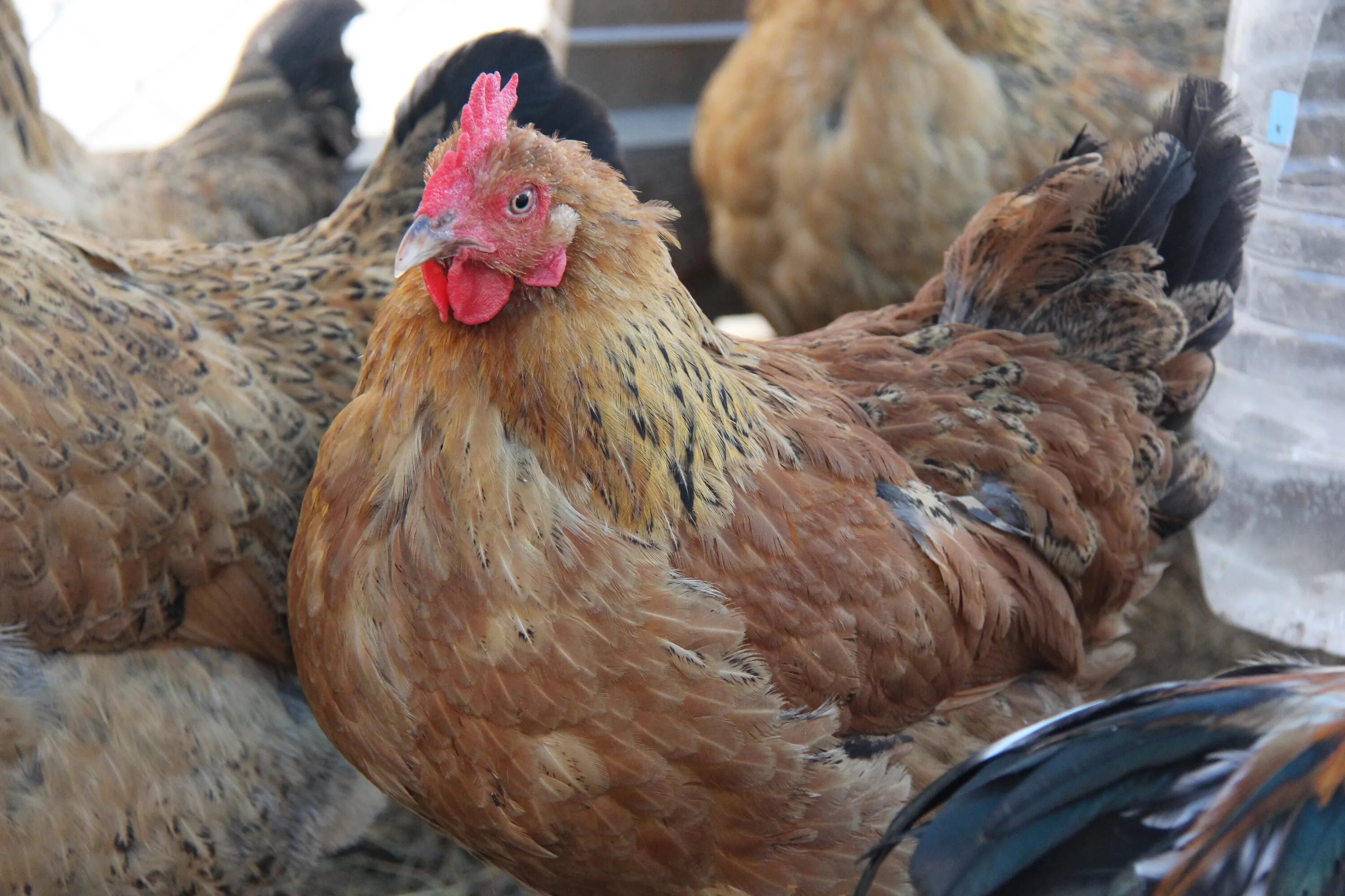 Кучинская порода кур отзывы фото Куры кучинские московская область: найдено 89 картинок