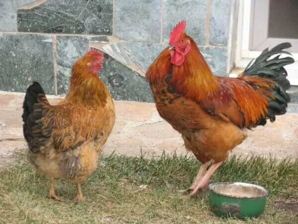 Кучинская порода кур отзывы фото Кучинские куры Курочка Дзен
