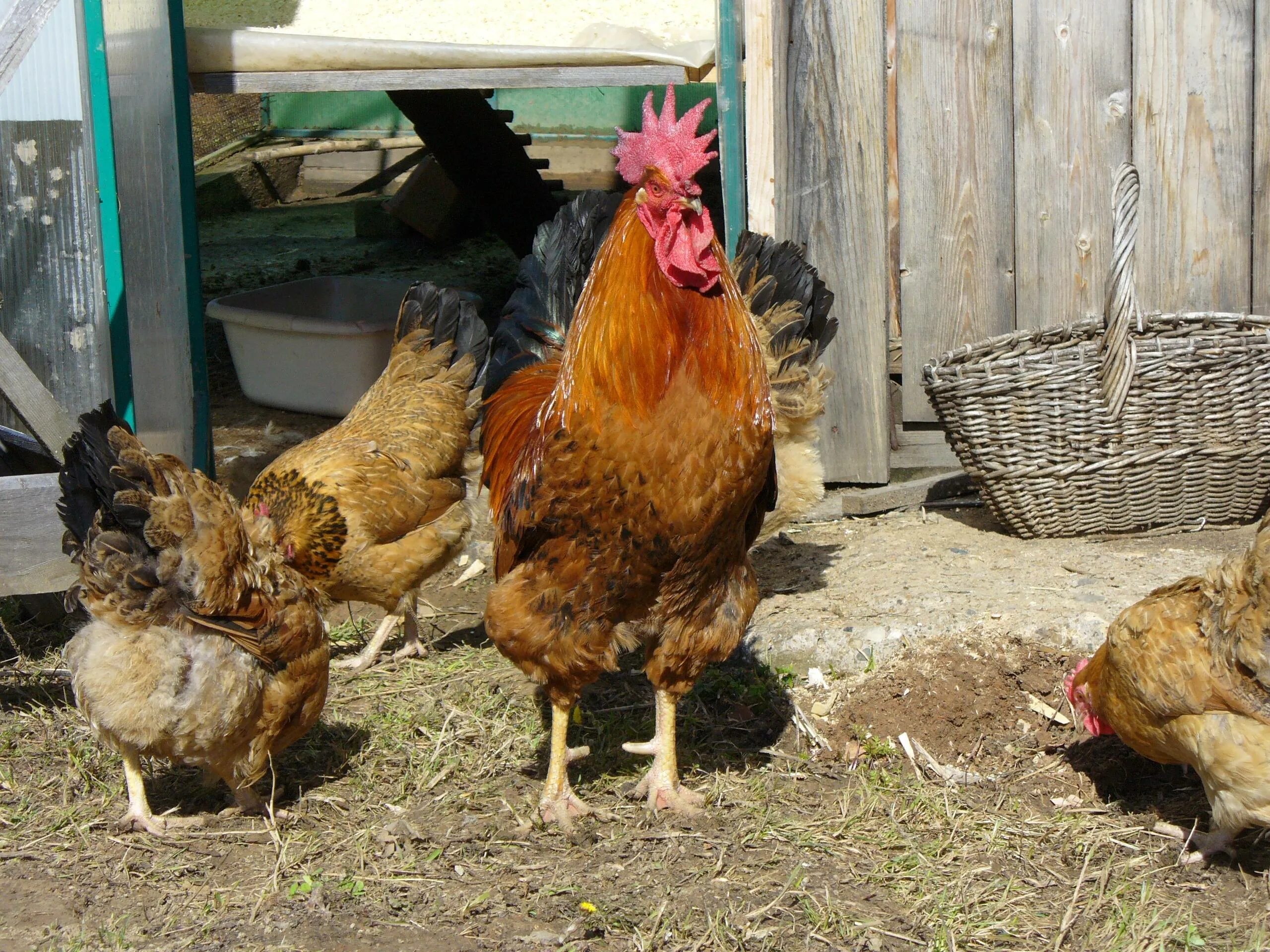 Кучинская порода кур отзывы фото Кучинская юбилейная порода кур: фото, описание и характеристика