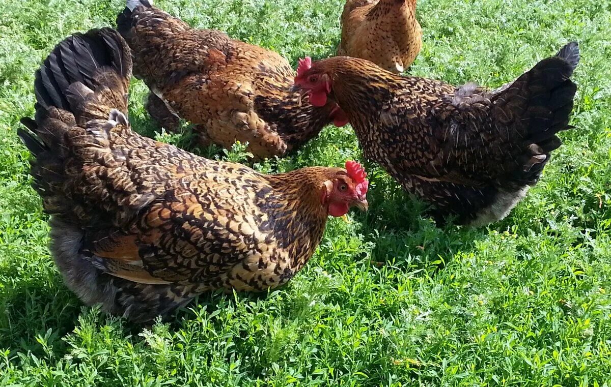 Кучинская порода кур отзывы фото Куриный бизнес: лучшие породы кур для подворья Крестьяночка РФ Дзен