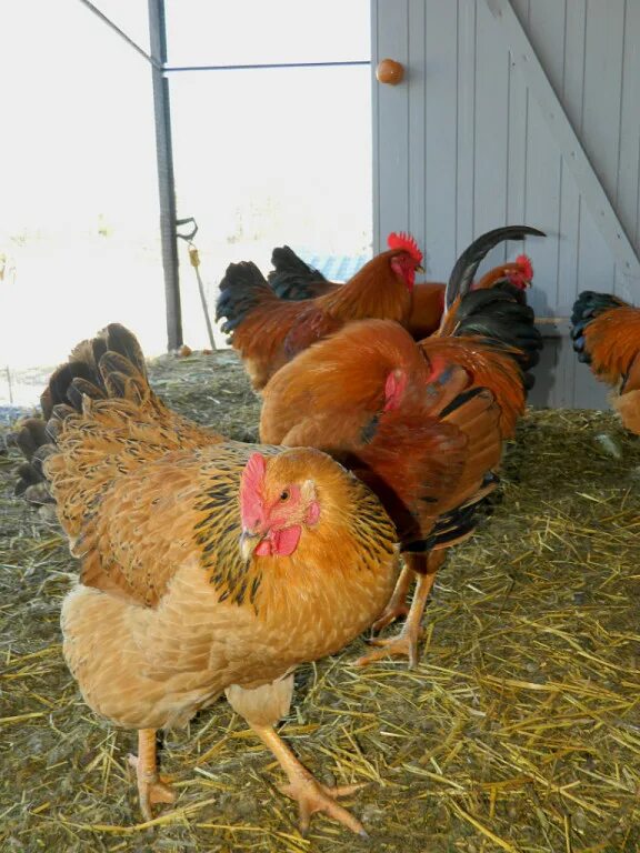 Кучинская юбилейная фото Кучинские Юбилейные куры - проверенная временем... Породы и кроссы кур форум на 