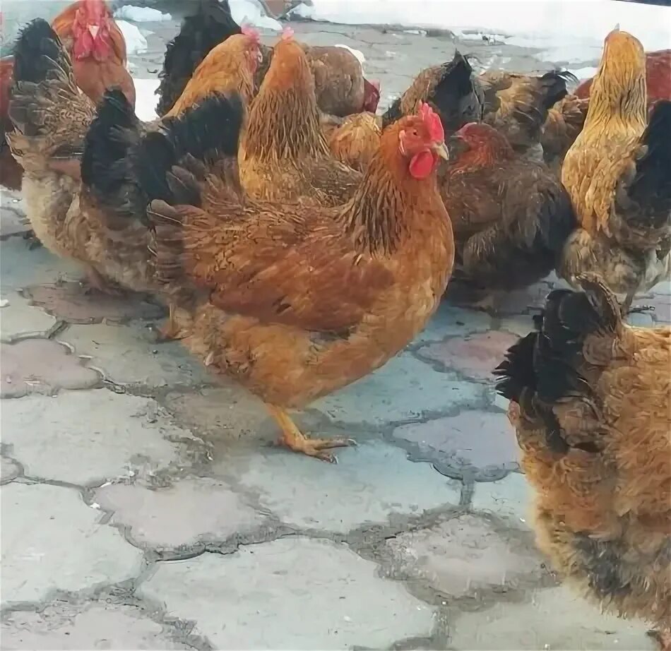 Кучинская юбилейная фото Птицы - Птицы в Талгар - OLX.kz