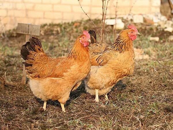 Кучинская юбилейная фото Порода кур Кучинская юбилейная: содержание и разведение