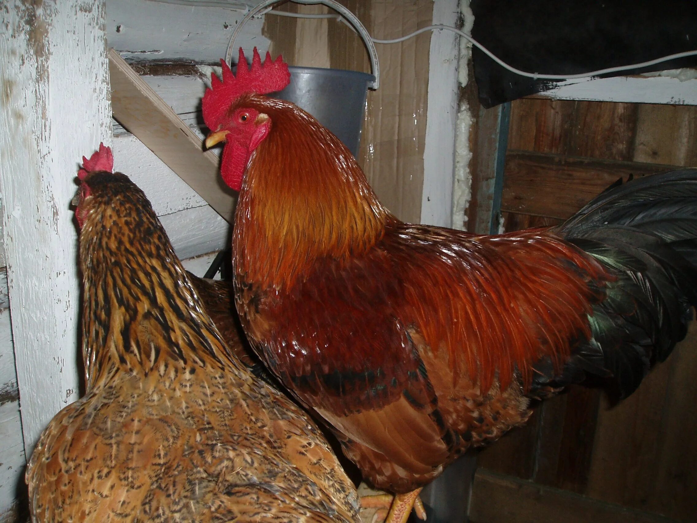 Кучинская юбилейная фото отзывы Кучинская юбилейная отзывы фото - DelaDom.ru