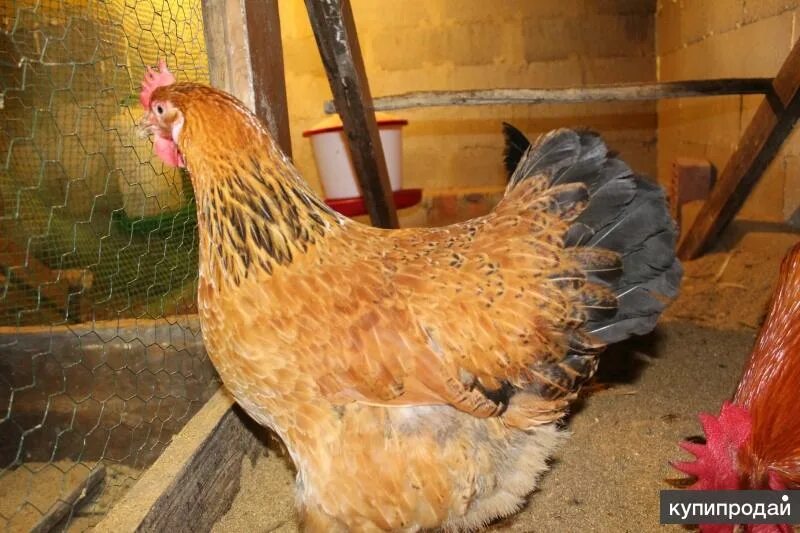 Кучинская юбилейная фото отзывы Продам Кучинских несушек и Кур Леггорны в Москве