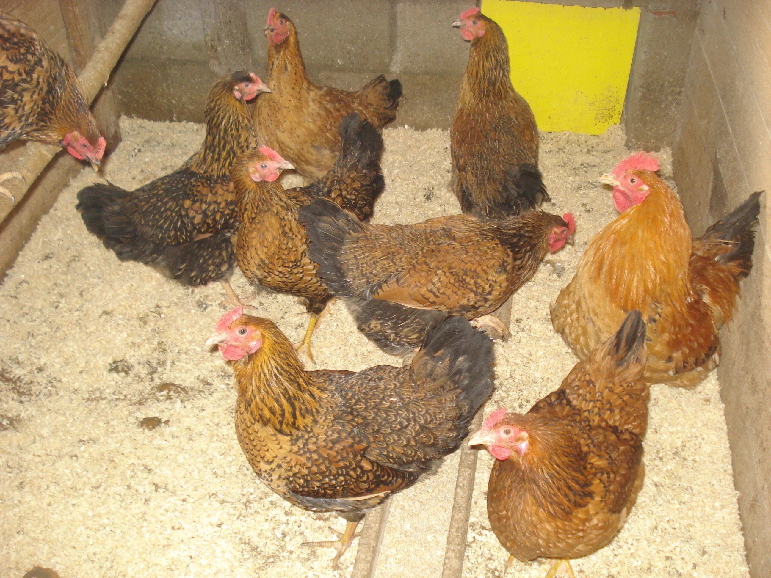 Кучинская юбилейная фото отзывы Порода кучинская юбилейная описание: найдено 85 изображений