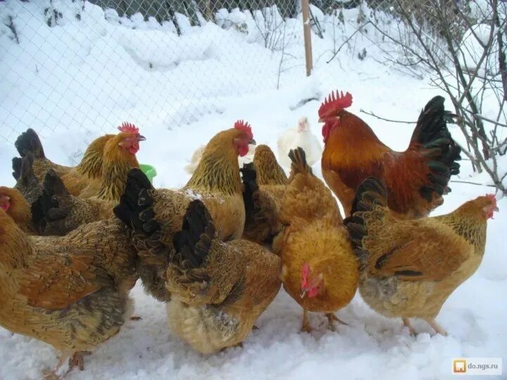 Кучинская юбилейная фото отзывы Неактивно