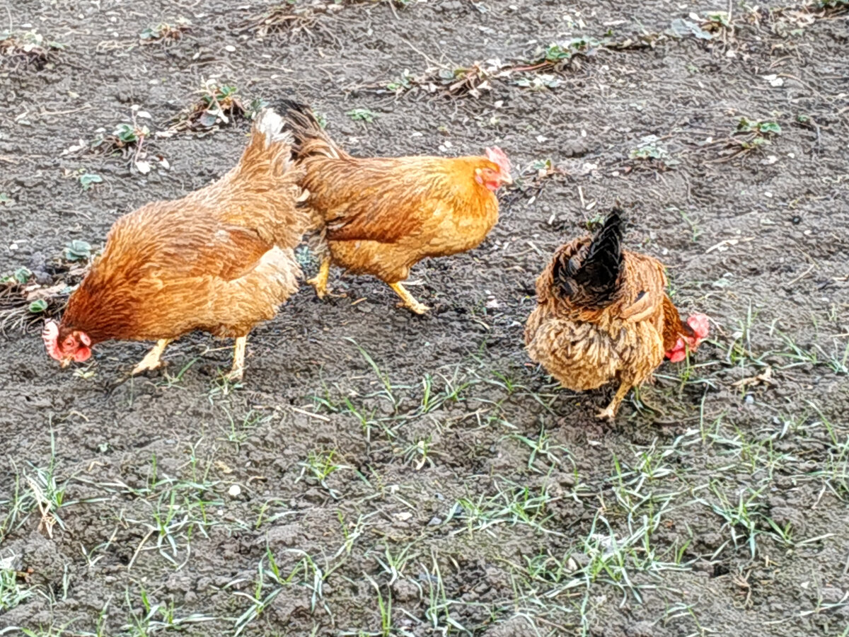 Кучинская юбилейная фото отзывы Кучинская Юбилейная. Плюсы и минусы породы Куры инкубаторы цыплята Дзен