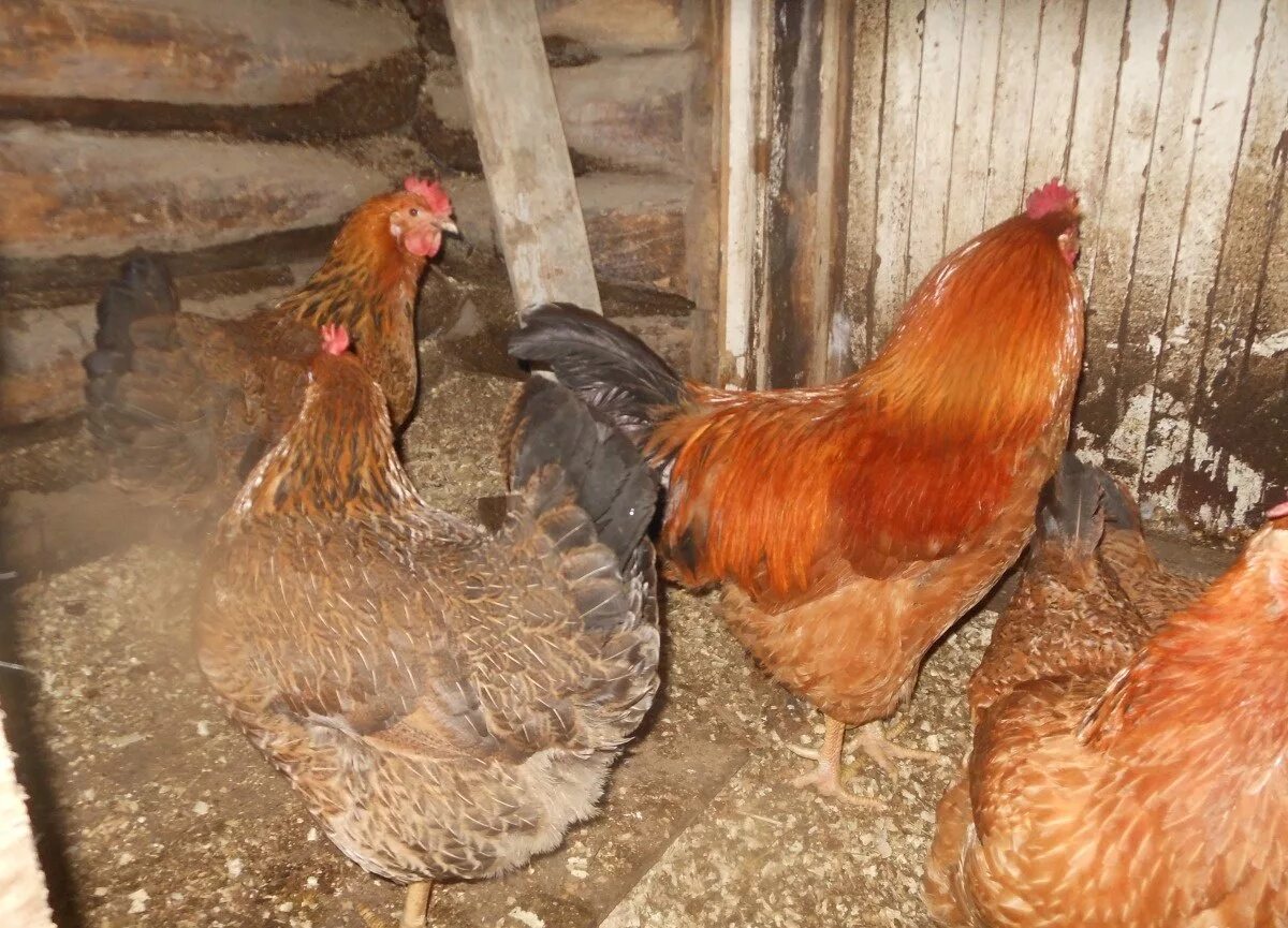 Кучинская юбилейная фото отзывы Продам яица в Красноусольском, Инкубационное яйцо от кур породы Кучинские Юбилей