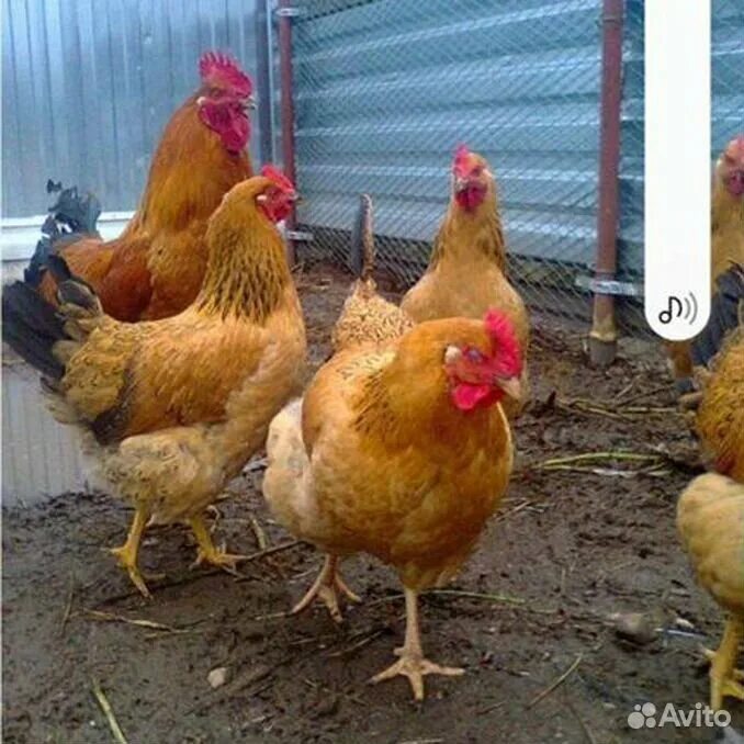 Кучинская юбилейная фото отзывы Профиль фермер