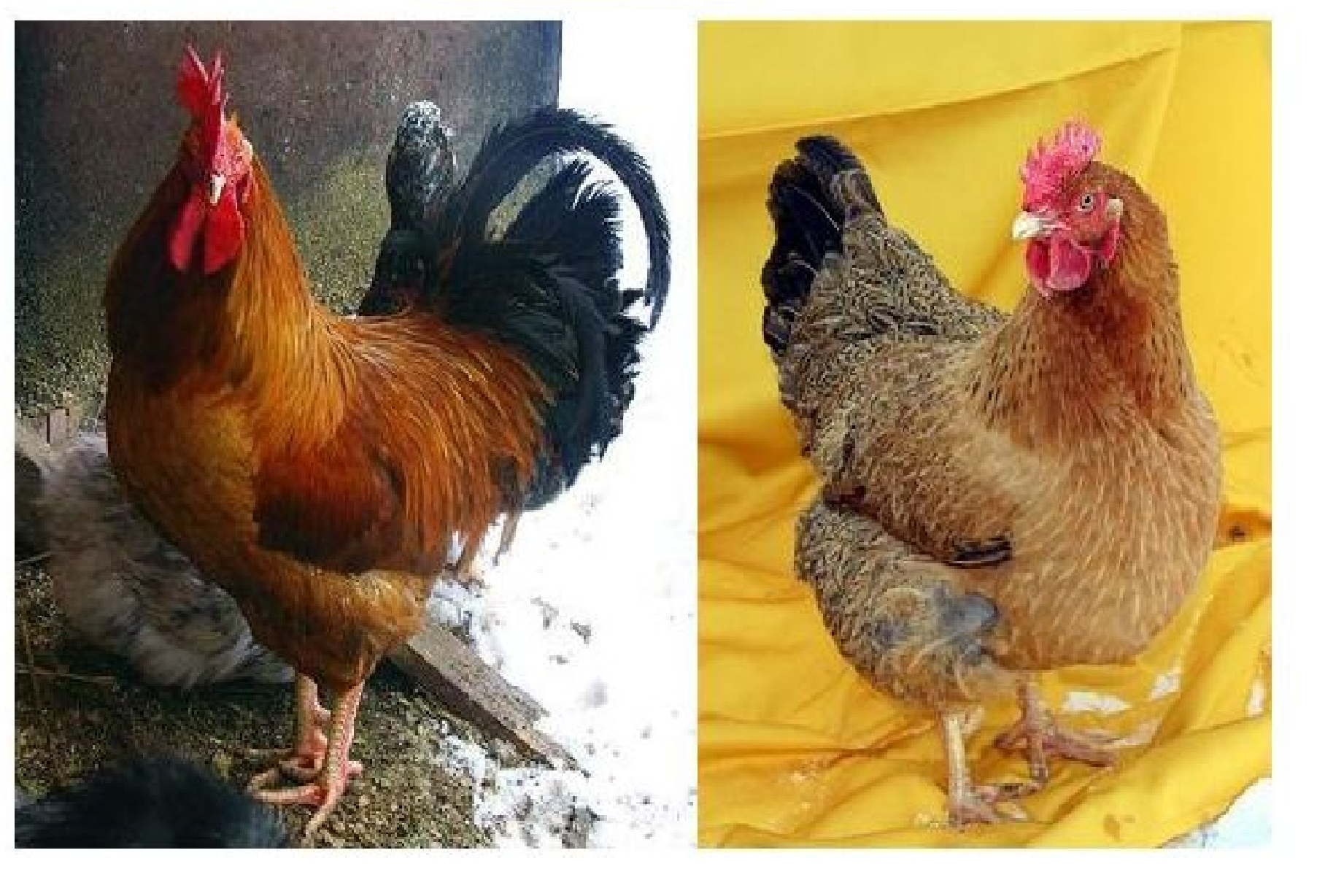 Кучинская юбилейная описание фото Куры несушки кучинская юбилейная