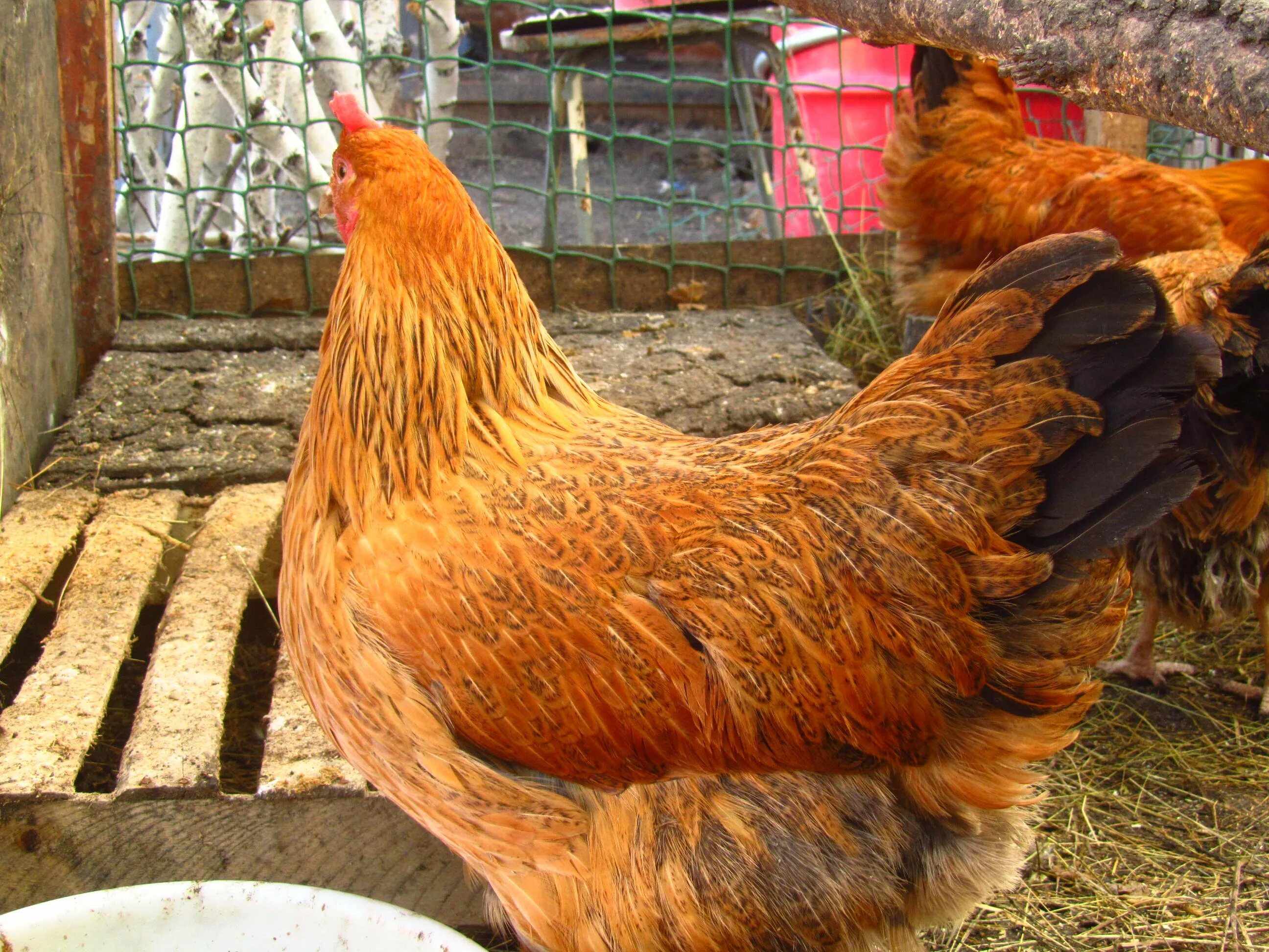 Кучинская юбилейная описание фото Куры кучинской породы характеристика