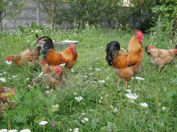 Кучинская юбилейная описание фото Яйцо инкубационное