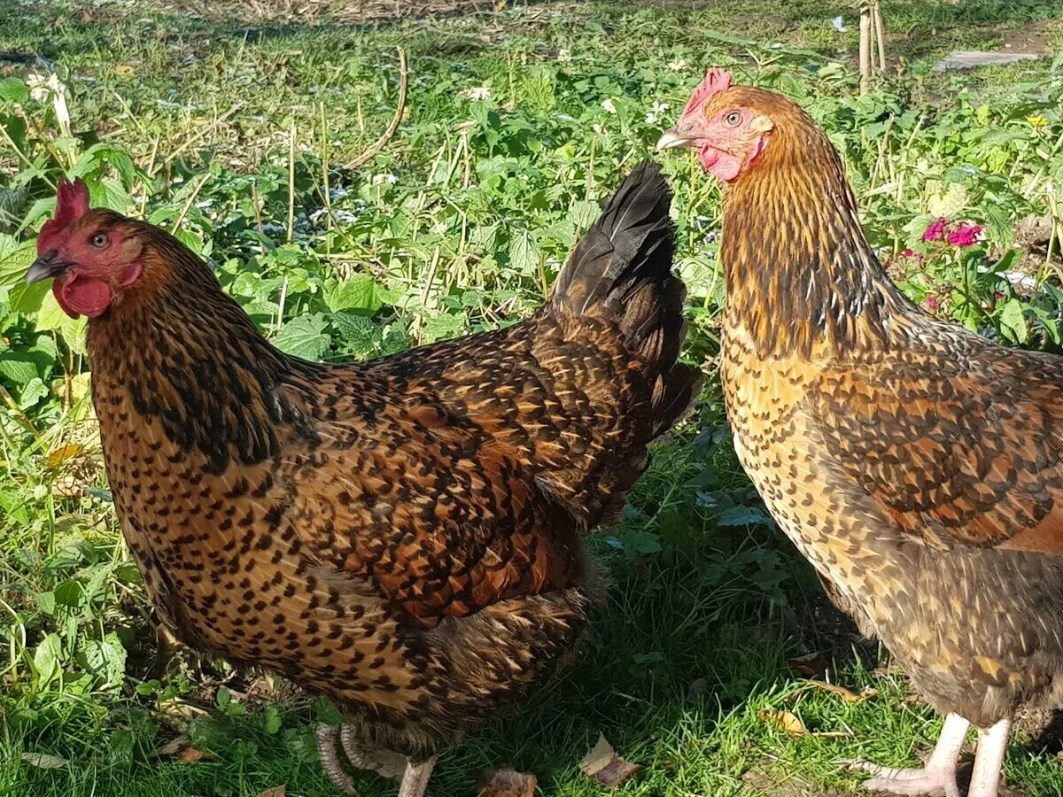 Кучинская юбилейная описание фото Кучинские куры несушки - разведение и содержание Куриная жизнь от А до Я Дзен