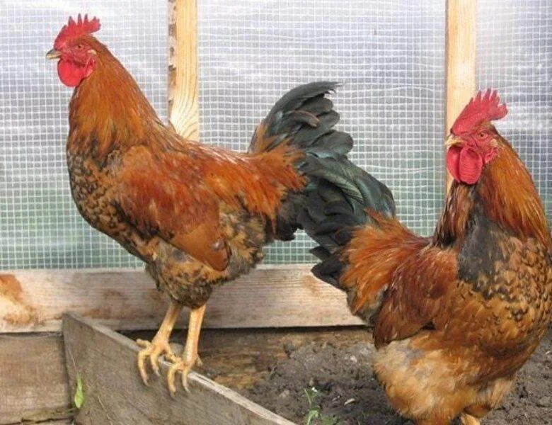 Кучинская юбилейная описание фото Семья петухи две курочки - купить в Астрахани, цена 1 000 руб., продано 9 декабр