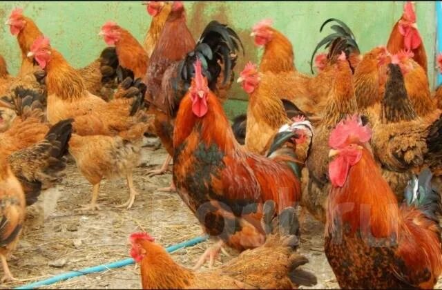 Кучинская юбилейная описание характеристика фото Куры несушки Кучинская Юбилейная, в наличии. Цена: 550 ₽ во Владивостоке