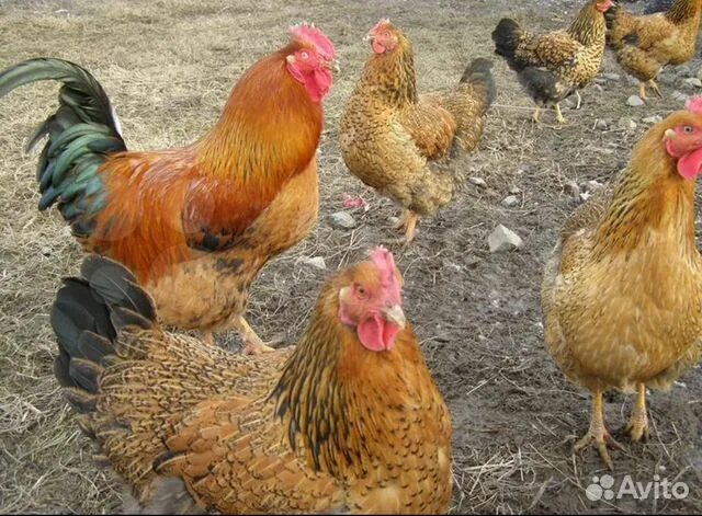 Кучинская юбилейная описание характеристика фото Инкубационное яйцо кур: Московская черная,куческая купить в Волгограде Животные 