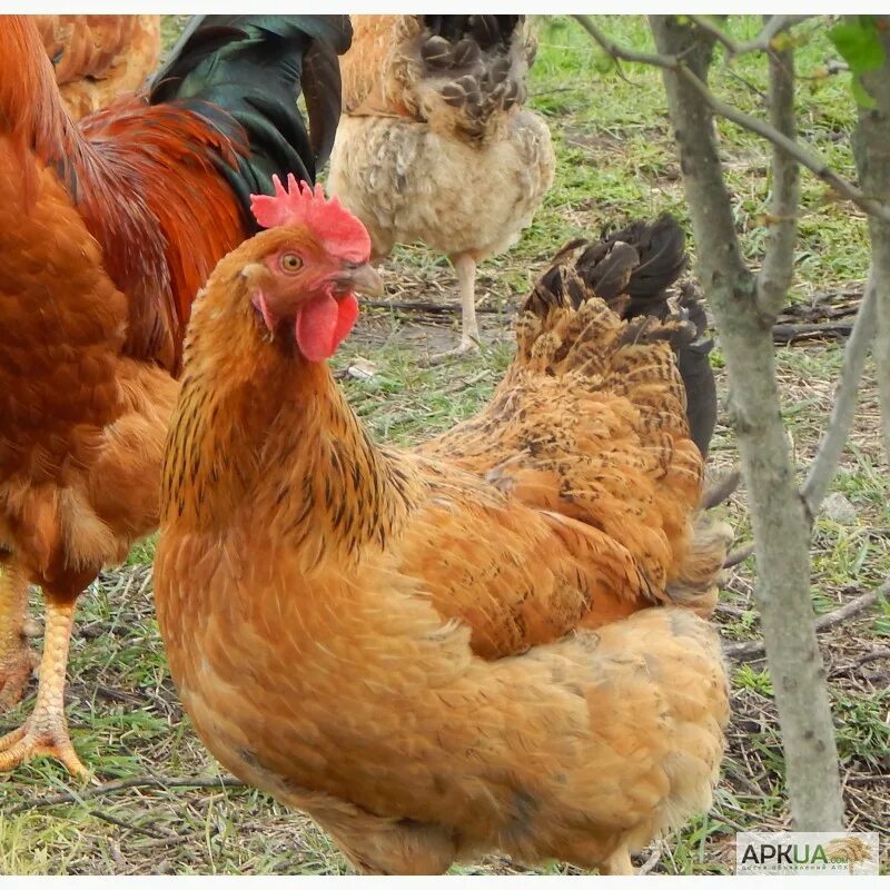 Кучинская юбилейная описание характеристика фото Куры кучинские юбилейные описание фото отзывы - найдено 84 фото