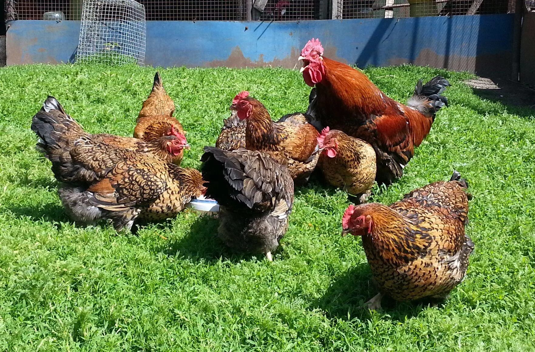 Кучинская юбилейная описание характеристика фото Кучинские куры - описание породы Юбилейная, фото и видео