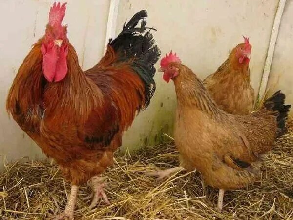 Кучинская юбилейная описание характеристика фото Кучинские куры - описание породы Юбилейная, фото и видео Rooster