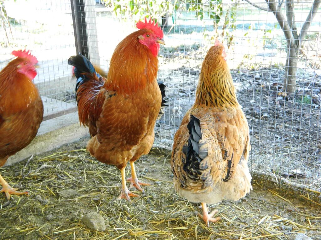 Кучинская юбилейная описание характеристика фото Кучинские Юбилейные куры - проверенная временем... Породы и кроссы кур форум на 