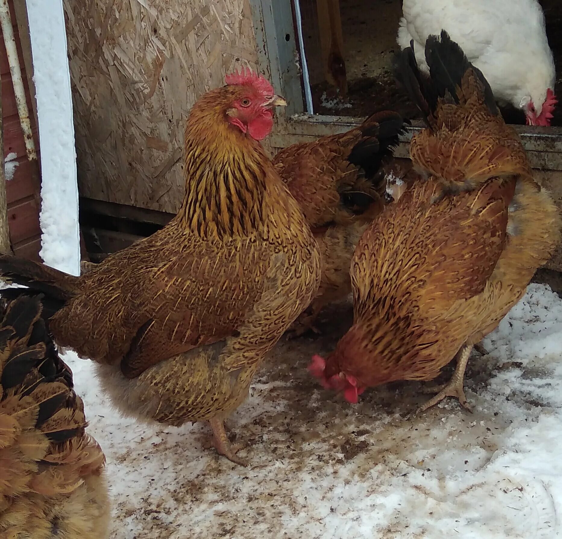 Кучинская юбилейная описание характеристика фото отзывы Кучинские Юбилейные куры - проверенная временем... Породы и кроссы кур форум на 