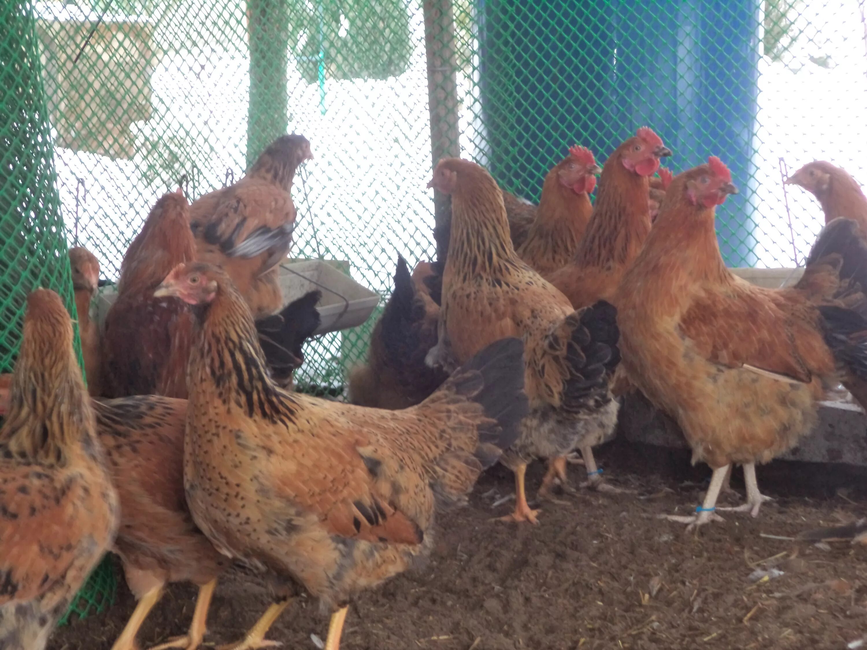 Кучинская юбилейная описание характеристика фото отзывы Кучинские Юбилейные куры - проверенная временем... Породы и кроссы кур форум на 