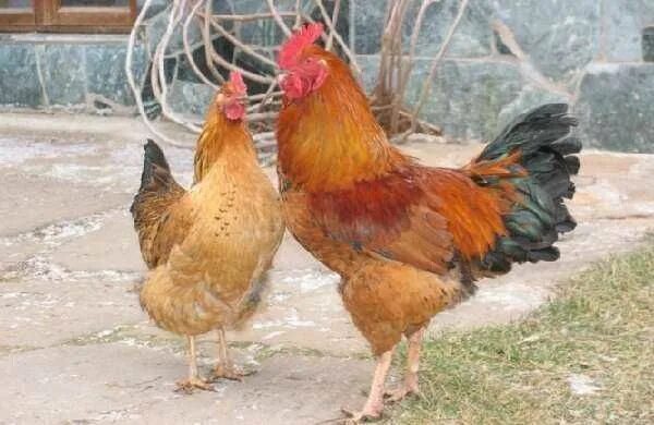 Кучинская юбилейная описание характеристика фото отзывы Инкубационное яйцо бройлера, несушки, индейки, уток, гусей: 220 тг. - Инкубацион